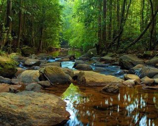 Sinharaja Rain Forest _ Sri Lanka Documentary 2 — Steemit